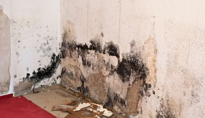 basement water damage causing black mold with peeling drywall